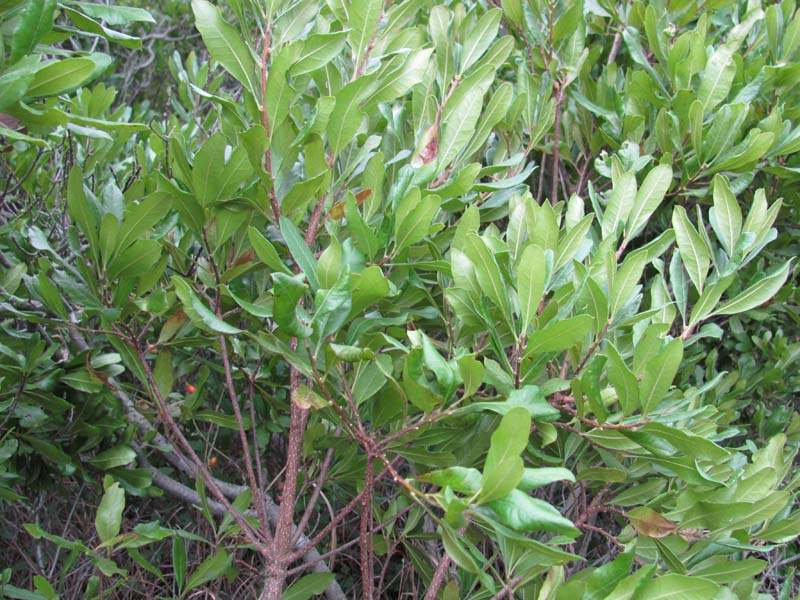 Great Lakes Bayberry Mixed Shrub Wetland summary Pennsylvania